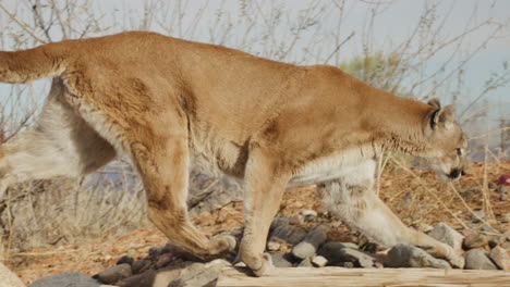 león de montaña acechando a su presa en cámara lenta en un clima árido del desierto - al estilo de un documental de la naturaleza