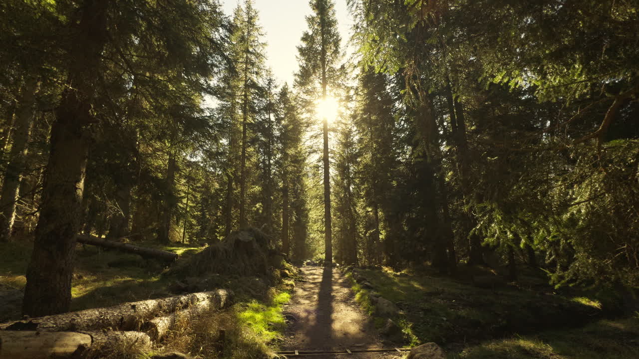 camino del bosque iluminado por el sol