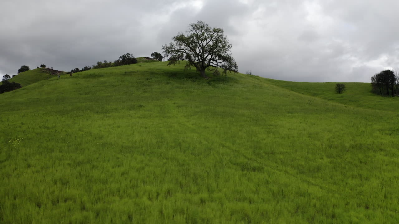 Solitary Tree on a Green Hill