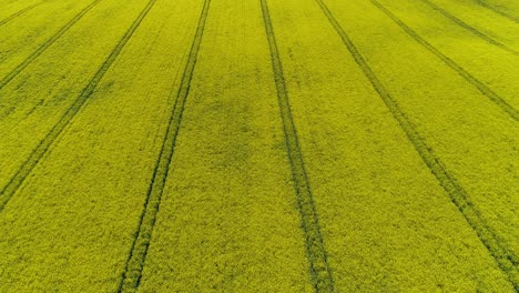 Aerial-View-Of-Rapeseed-Fields-In-Bloom