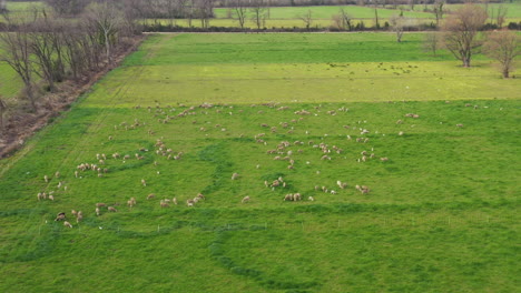 Big-pasture-with-fence-aerial-shot-sheeps-lambs-and-ewes-grazing-France