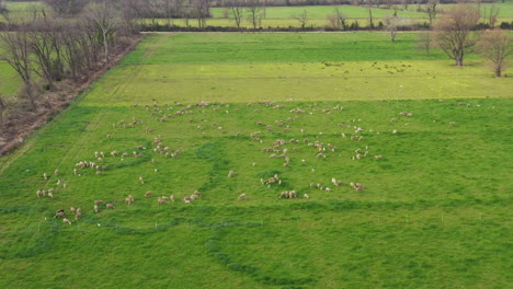 big pasture with fence aerial shot sheeps lambs and ewes grazing france