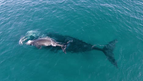 Dos-Ballenas-Nadando-Juntas-Cerca-De-La-Superficie-Salieron-A-Respirar---Toma-Aérea