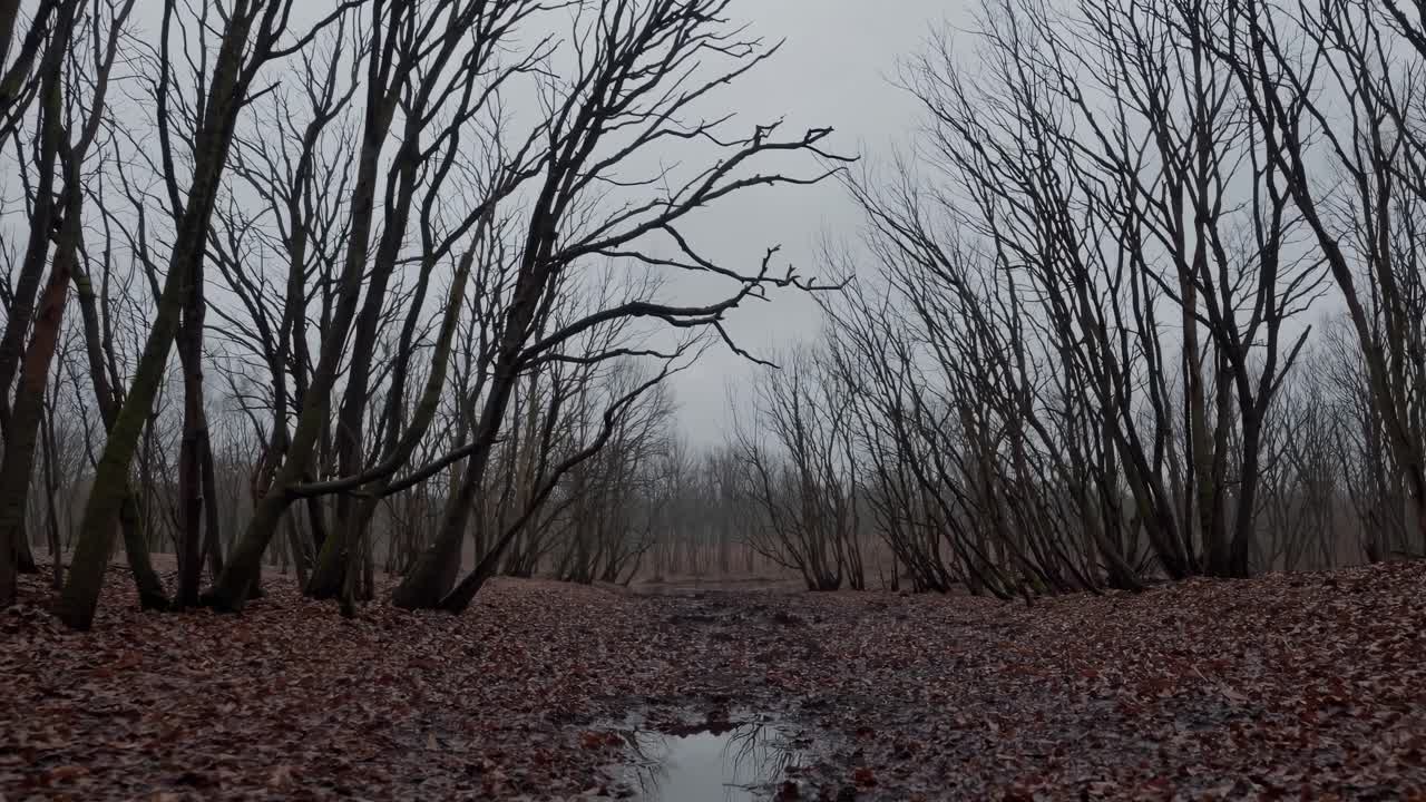 Gloomy and desolate forest scene during autumn or winter, featuring bare trees, fallen leaves, and a puddle reflecting the cloudy sky, creating a melancholic and eerie atmosphere