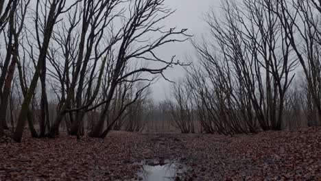 gloomy and desolate forest scene during autumn or winter, featuring bare trees, fallen leaves, and a puddle reflecting the cloudy sky, creating a melancholic and eerie atmosphere