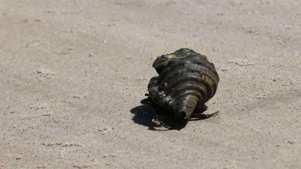 모래 해변 에서 천천히 움직이는 은신자 크래브