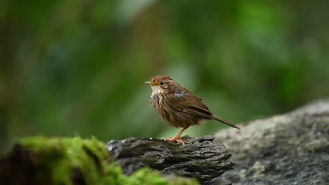 natural habitat of a wet puff throated babbler, pellorneum ruficeps