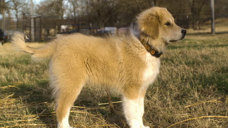 Side-Portrait-Of-Anatolian-Pyrenees-Dog-Standing-On-Field