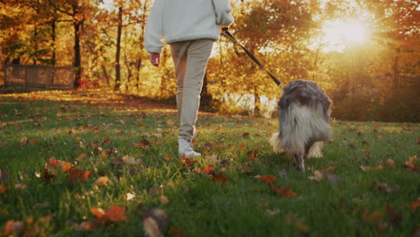 back view: the owner walks with his dog, the pet walks next to him on a leash. steadicam follow shot