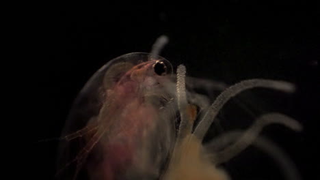 microscopic daphnia is caught in a hydra's tentacles