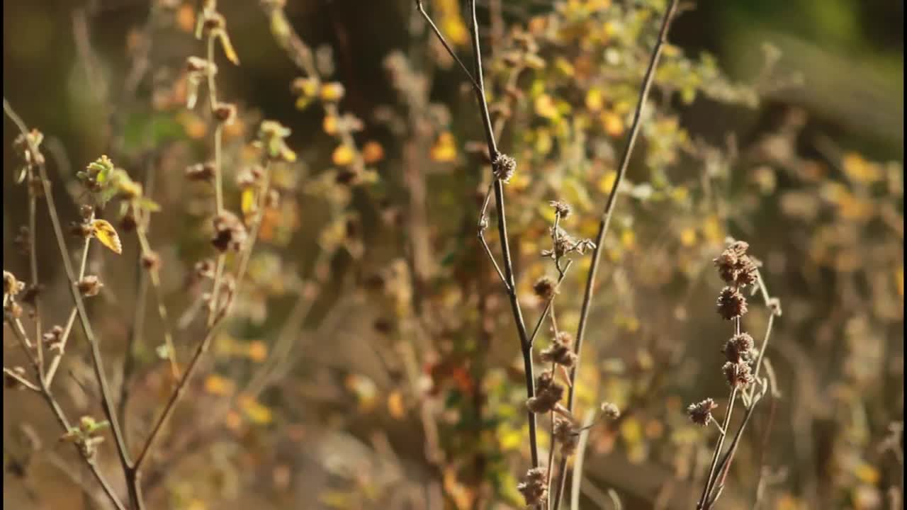 сухие кустарники осенью