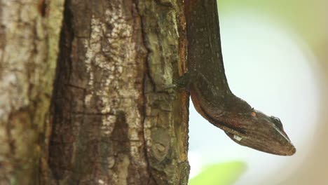lagarto 0