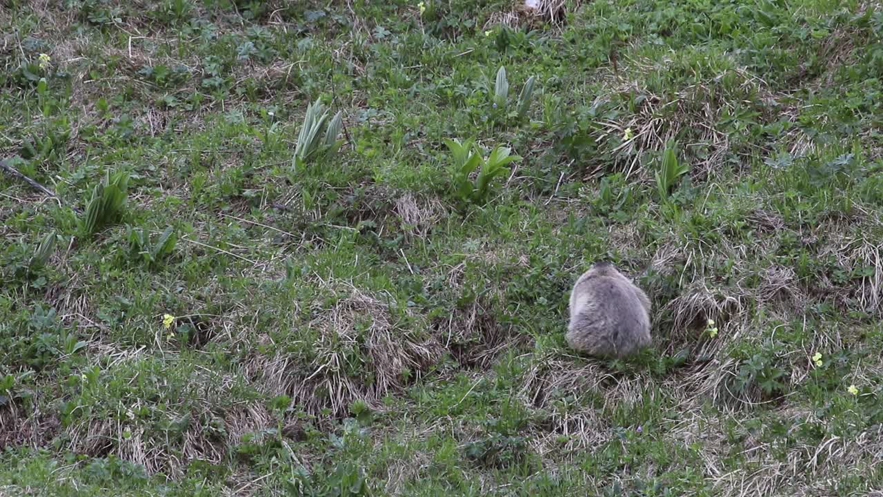marmot is sitting in the grass cleaning itself and then walks up a hill