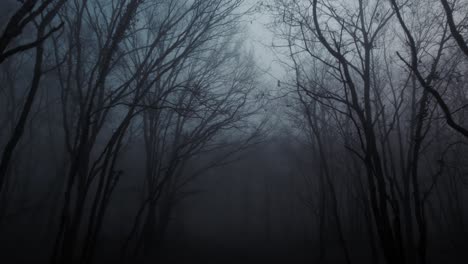 drone view spooky dark forest winter fog and evening moonlight