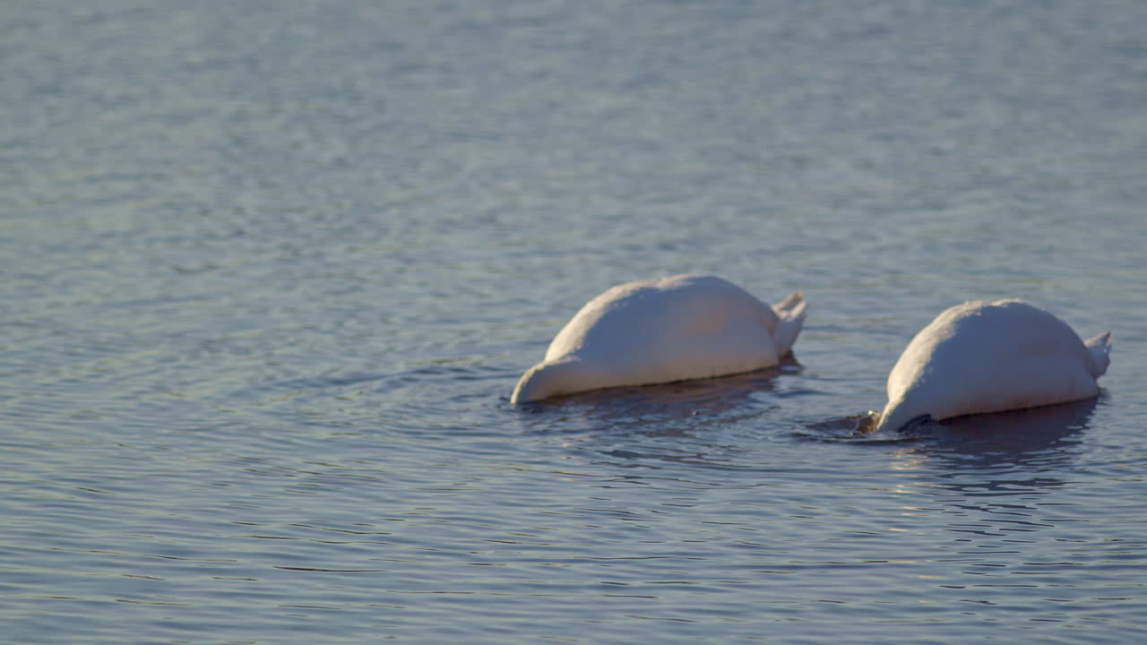 Artistic super slow motion of swans in dawn mating season.