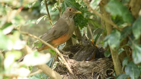 Rotbauchdrosselvogel,-Der-Seine-Küken-Mit-Regenwürmern-Füttert