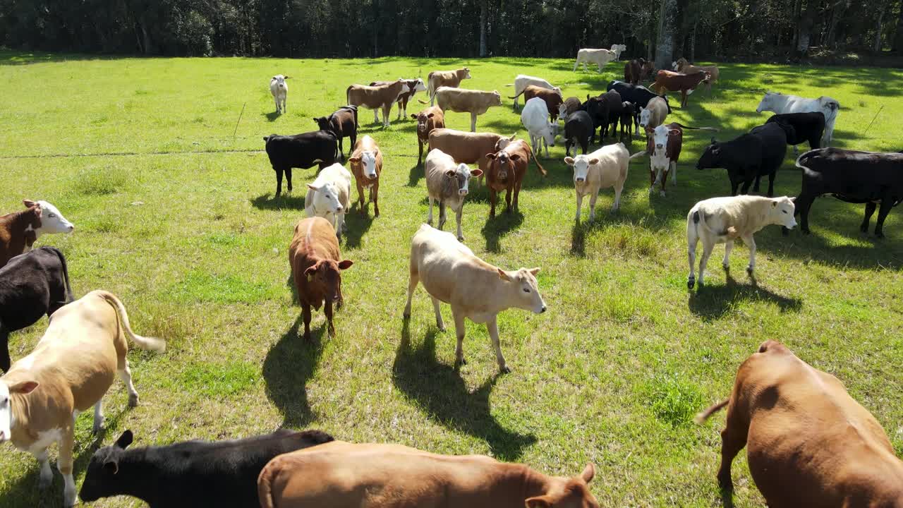 Mandria di bovini da carne giovani in un pascolo, vista con drone