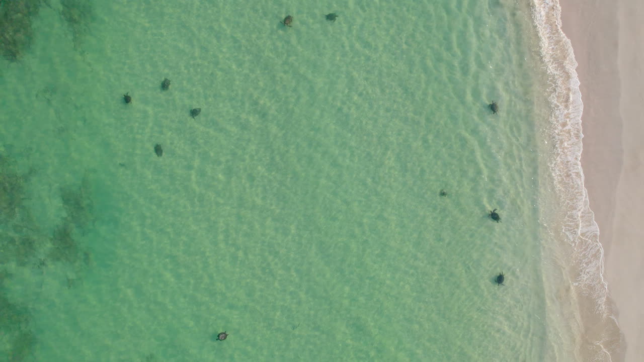 Scatto aereo dall'alto con drone della barriera corallina di Ningaloo vicino a Exmouth, al Cape Range National Park e alla Tantabiddi Sanctuary Zone, che mostra le tartarughe vicino alla spiaggia durante la stagione degli amori in acque turchesi poco profonde