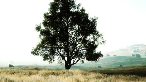 dark autumn tree and the yellow grass field