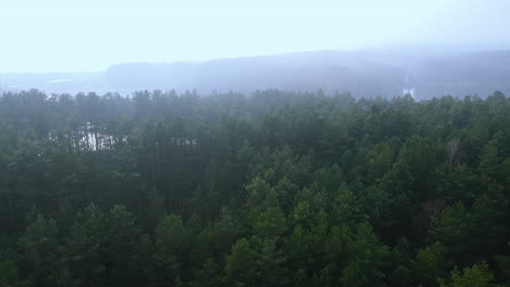 dramatic aerial backwards shot over treetops of high trees in forest during misty day in sky