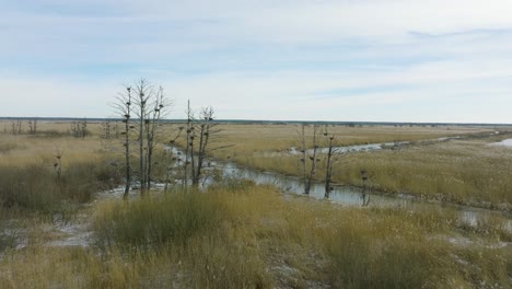 Aerial-establishing-view-of-empty-Great-Cormorant-,-sunny-winter-day,-dead-trees,-Barta-river,-drone-shot-moving-forward-over-reeds