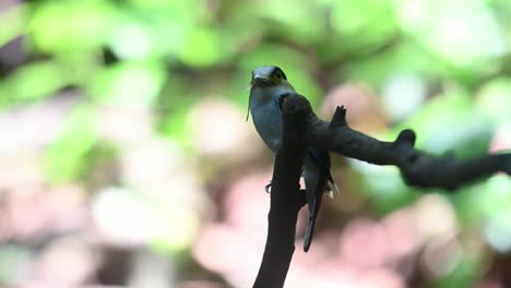 Perched-on-a-vertical-position-then-flies-towards-the-left-to-bring-food-to-its-nestlings,-Silver-breasted-Broadbill-Serilophus-lunatus,-Thailand