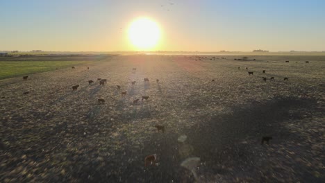 Las-Vastas-Pampas-Utilizadas-Para-El-Pastoreo-De-Ganado-Para-La-Producción-De-Carne,-Sudamérica,-Antena