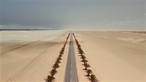 desert road with palm trees