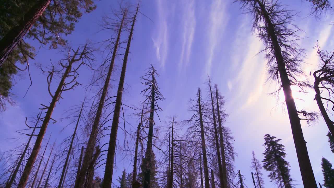 요세미티 국립공원에서 산불로 타버린 자이언트 세쿼이아 나무를 올려다보는 낮은 각도의 패닝 샷