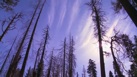 Low-angle-panning-shot-looking-up-at-Giant-Sequoia-trees-burned-after-a-forest-fire-in-Yosemite-National-Park