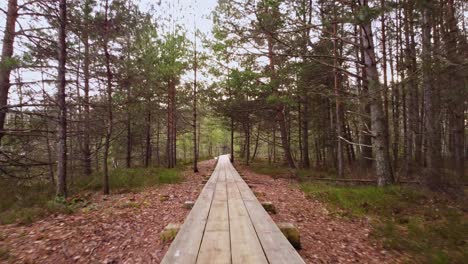 conifer forest landscape with wooden plank pathway leading through