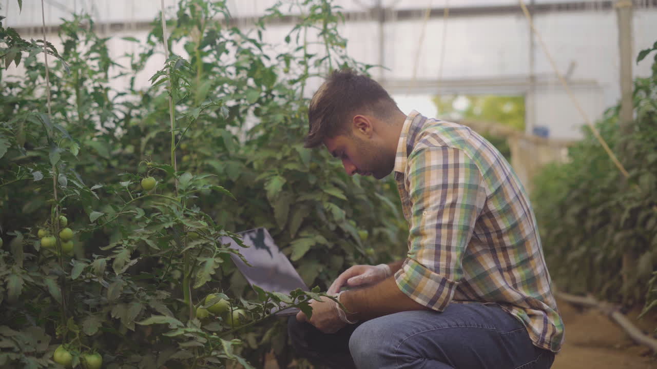 Farmer inspecting tomatoes in a greenhouse with a laptop