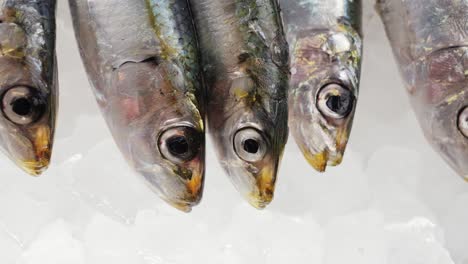 fresh sardines on ice