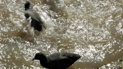 various australian water birds frantically feeding in a lake