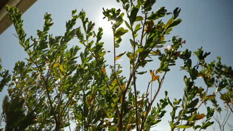 Slow-motion-pan-left-of-sun-rays-through-tree-branches