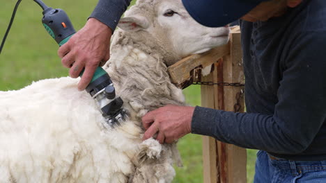 shearer sheep working on a farm. shearing process by which woollen fleece of sheep is cut off. fleece of sheep is shorn by a farmer. close-up.