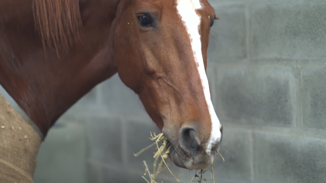 Close-up of horse eating hay inside stable, daily care and feeding at equestrian center