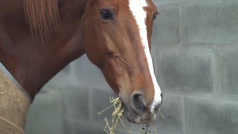 close-up of horse eating hay inside stable, daily care and feeding at equestrian center