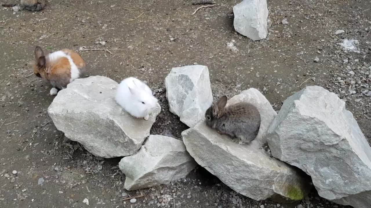 Rabbits playing in the garden on rocks.