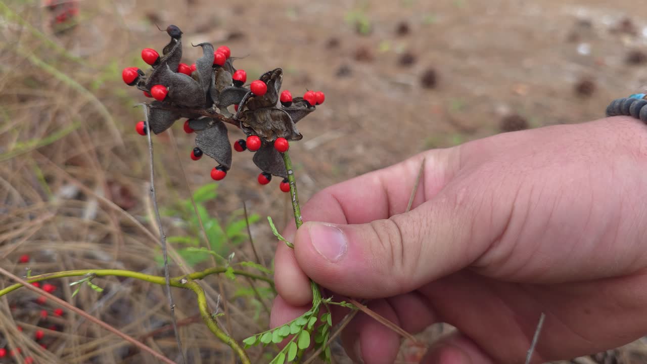 Close-up of a person's hand examining a wild seed pod with vibrant red berries in a dry forest floor setting, highlighting botanical curiosity and nature exploration.