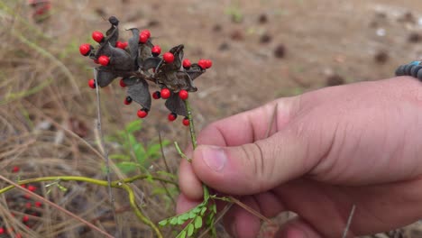 close-up of a person's hand examining a wild seed pod with vibrant red berries in a dry forest floor setting, highlighting botanical curiosity and nature exploration.