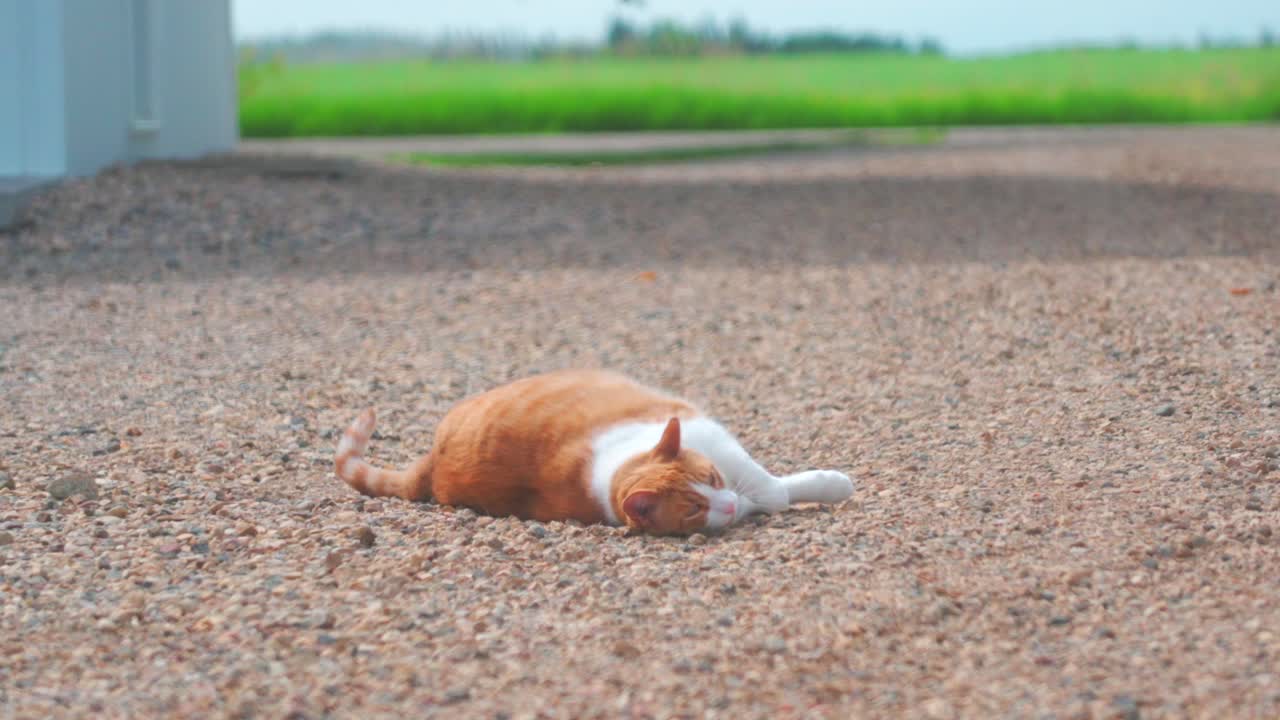 주황색 고양이가 자갈 위에서 굴러다니고 있다