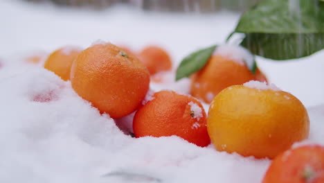 naranjas cubiertas de nieve