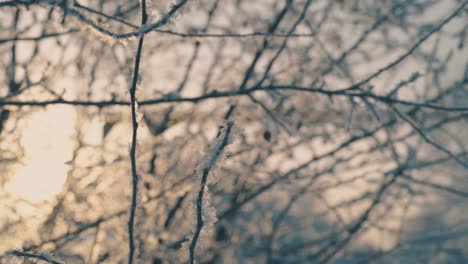 Frischer,-Glänzender-Frost-Auf-Ästen-Im-Wald-Vor-Hellem-Sonnenuntergang