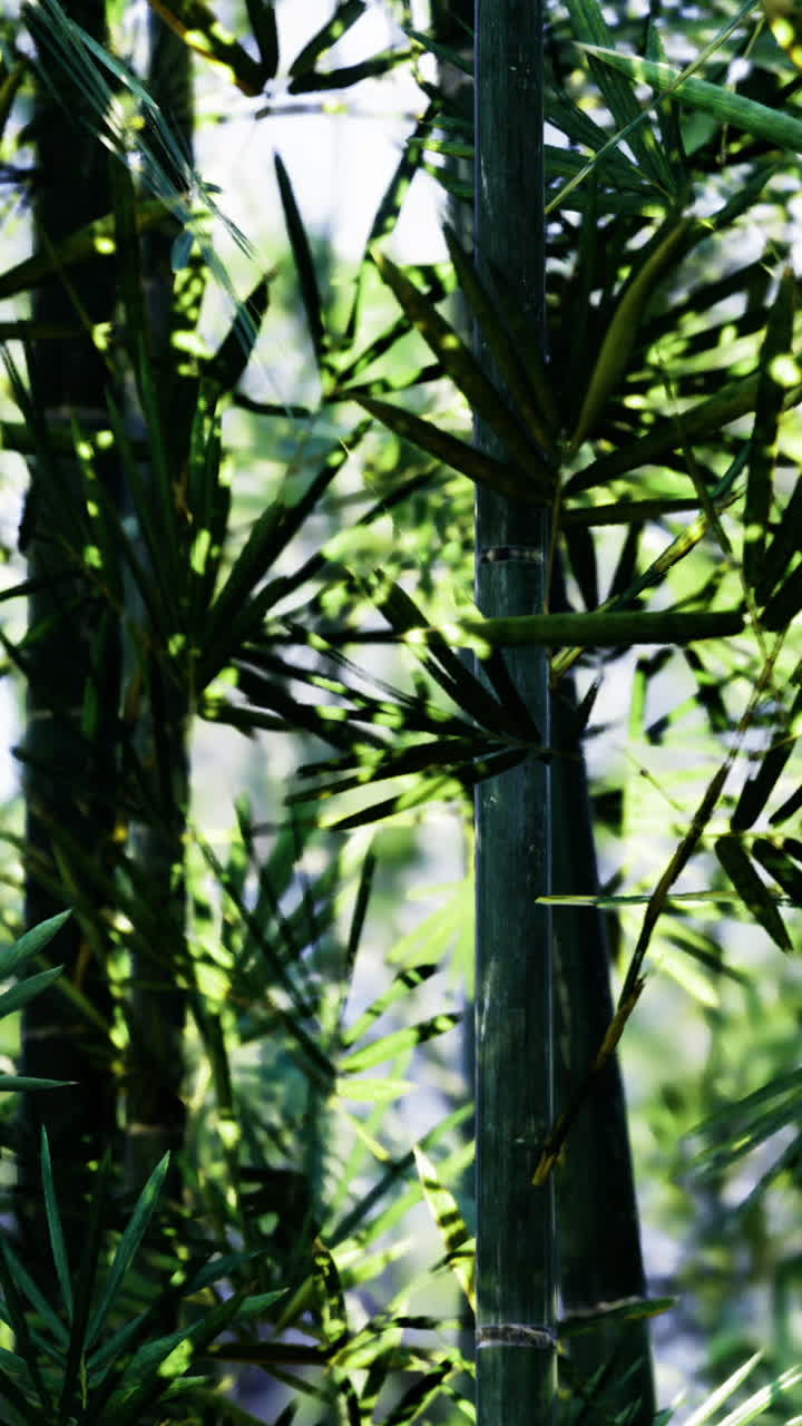 Sunlight filters through dense bamboo grove creating serene atmosphere