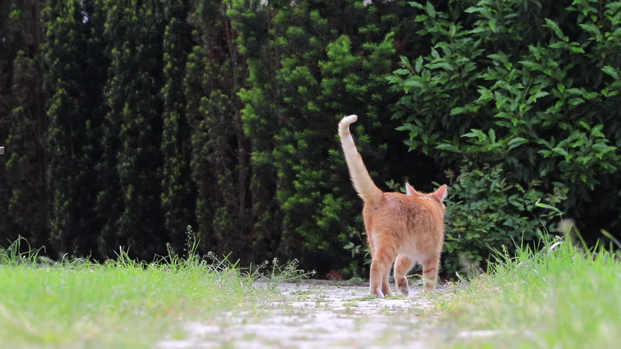 gato mirando hacia atrás desde el camino en cámara lenta