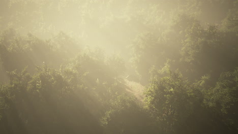 La-Niebla-Envuelve-El-Bosque-De-Montaña