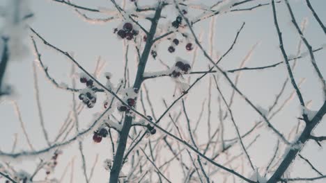 Manzanas-Del-Paraíso-En-Ramitas-Cubiertas-De-Nieve-Bajo-Un-Cielo-Despejado