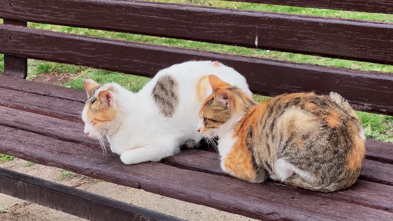 Due gatti calico riposano insieme su una panchina di legno bagnata in un parco, di giorno, mostrando un comportamento animale calmo all'aperto, dettagli di pelo morbido e un'ambientazione tranquilla in un parco verde.