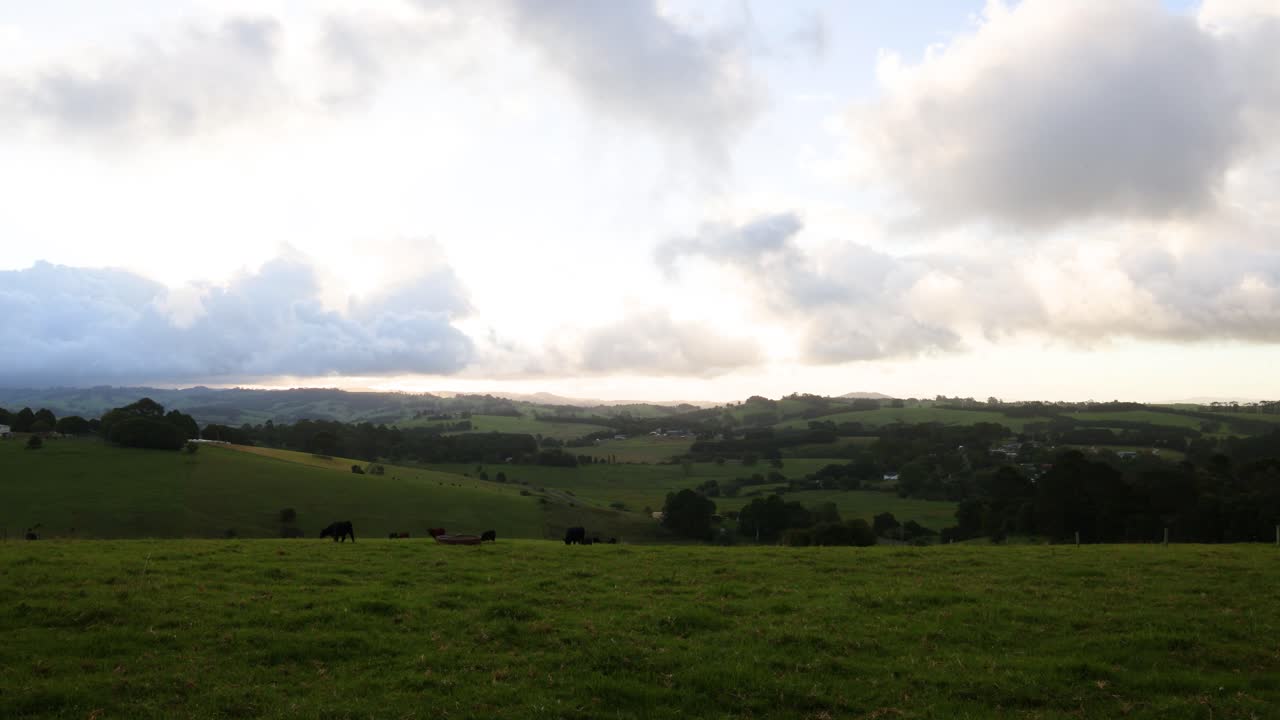 vacas en un campo con un cielo cambiante